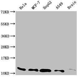 Thioredoxin-1 Antibody (3G7)