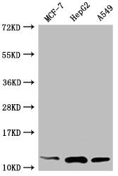 Thioredoxin-1 Antibody (3H8)