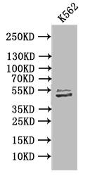 beta I Tubulin Antibody (16E2)