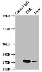 PBR Antibody (23G2)