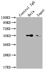 TRAF-2 Antibody (9A5)