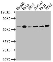 TRAF-2 Antibody (9A5)