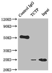 TPT1/TCTP Antibody (10A9)