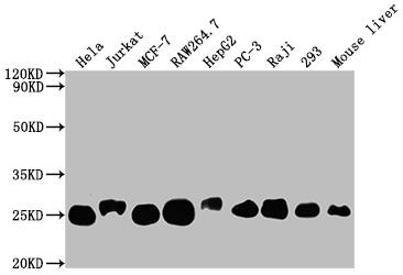 TPT1/TCTP Antibody (10A9)