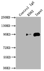 Topoisomerase I Antibody (6D8)