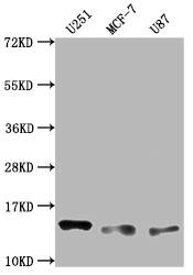 TWEAK R/TNFRSF12 Antibody (7H8)
