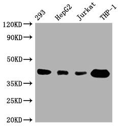 STING/TMEM173 Antibody (7C7)