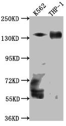 TACC3 Antibody (10G7)