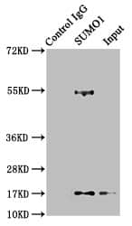 SUMO1 Antibody (5G3)