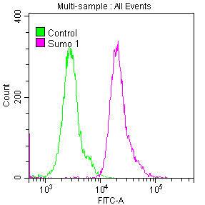 SUMO1 Antibody (5G3)