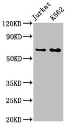 STI1 Antibody (3E4)