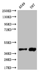 Serine racemase Antibody (12B2)