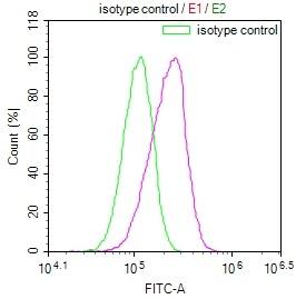 Serine racemase Antibody (12B2)