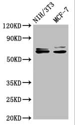 Src Antibody (21H5)