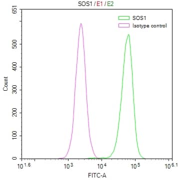 SOS1 Antibody (2B2)