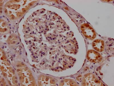 SMN Antibody (8B10)