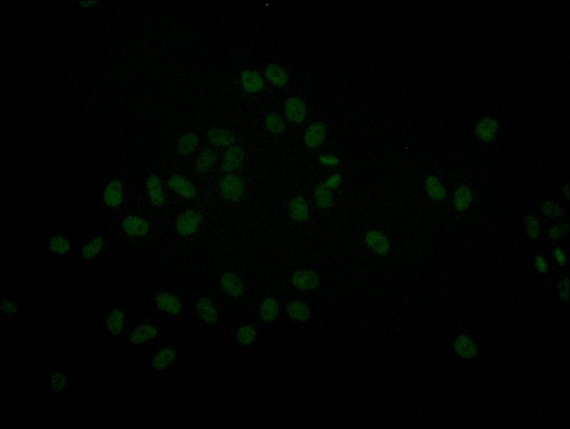 Brg1 Antibody (22F3)