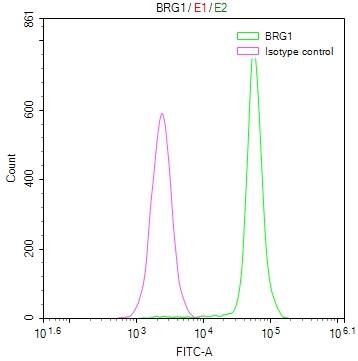 Brg1 Antibody (22F3)