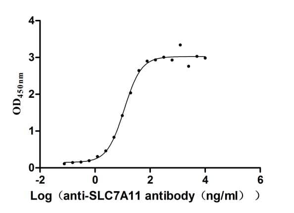 xCT Antibody (23H6)