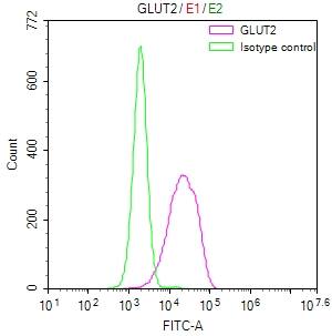 Glut2 Antibody (37E1)