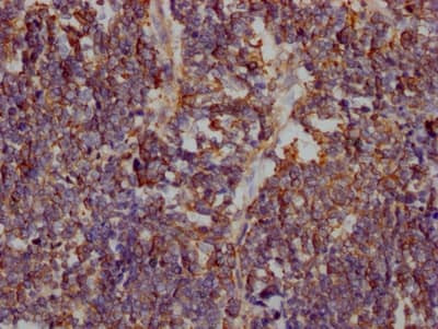 Glut1 Antibody (2E1)