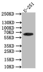 EAAT2/GLT1 Antibody (28F9)