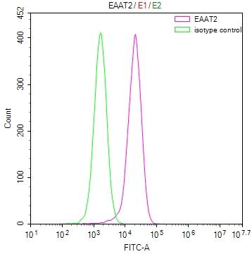 EAAT2/GLT1 Antibody (28F9)