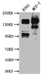 SIN3A Antibody (10G3)