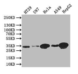 Syntenin 1 Antibody (19C1)