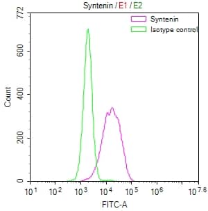 Syntenin 1 Antibody (19C1)