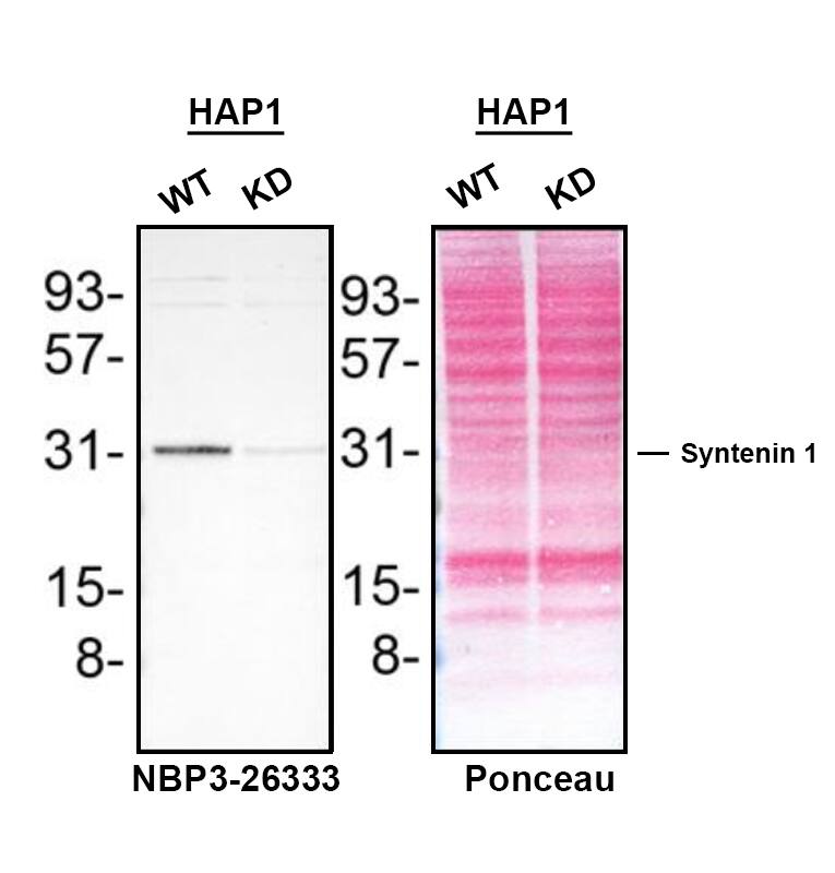 Syntenin 1 Antibody (19C1) - BSA Free Western Blot Shows Syntenin 1 Specificity Using Knockdown Cell Line.