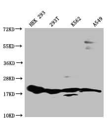 RPS19 Antibody (7E6)