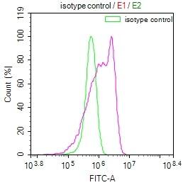 RPS19 Antibody (7E6)