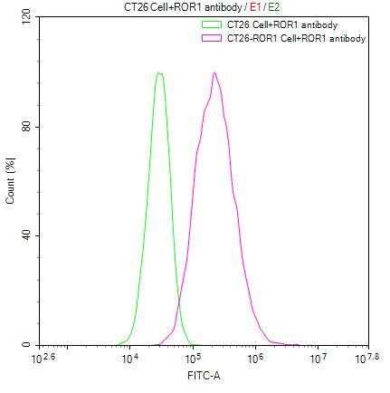 ROR1 Antibody (7H12)