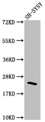 RhoA Antibody (1C11)