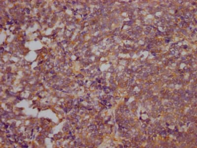 RhoA Antibody (3G7)