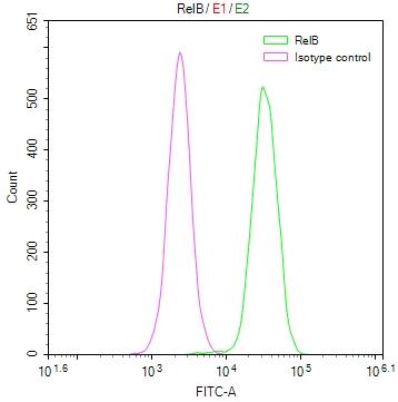 RelB Antibody (9E4)