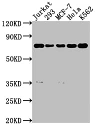 SHP-2/PTPN11 Antibody (7A1)