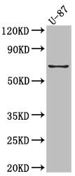 COX-2 Antibody (10B2)