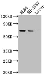 COX-1 Antibody (6B6)