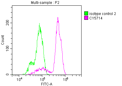 COX-1 Antibody (6B6)