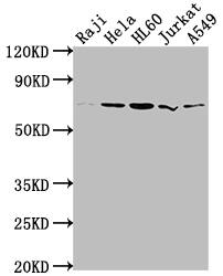 PRMT5 Antibody (2H4)