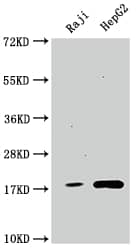 Cyclophilin A Antibody (4G3)