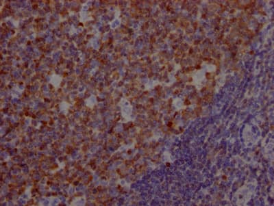 BOB1 Antibody (4A5)