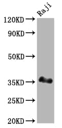 BOB1 Antibody (4A5)