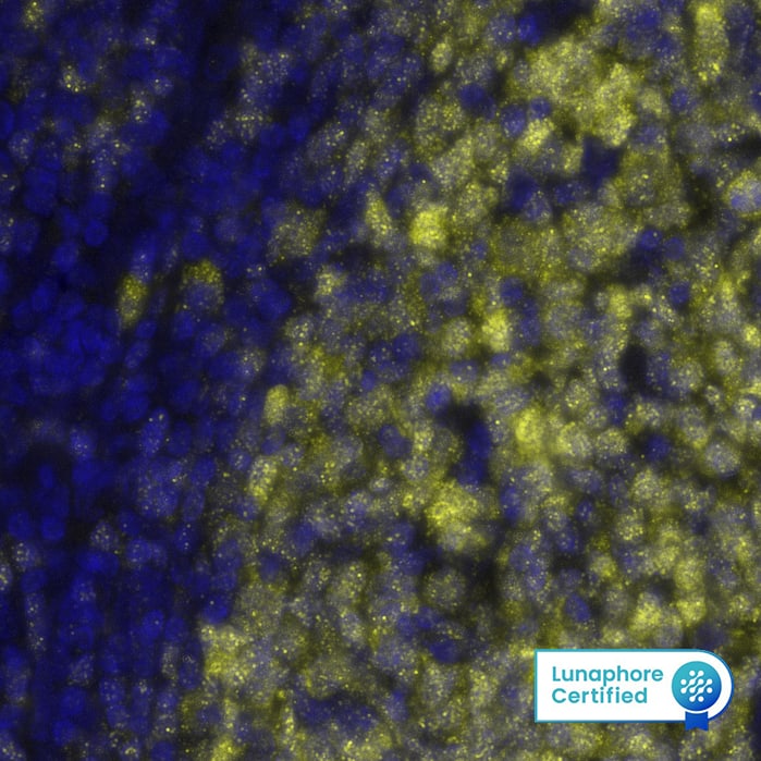 Detection of BOB1/POU2AF1 in Human Tonsil via seqIF™ staining on COMET™