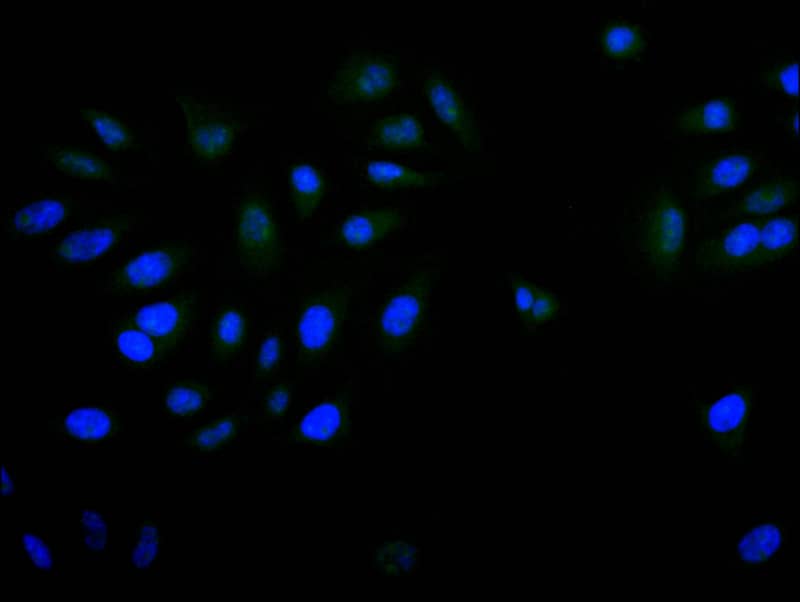 PITX3 Antibody (28A9)