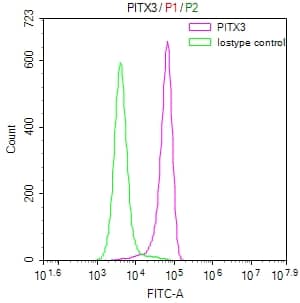 PITX3 Antibody (28A9)