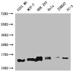 PIN4 Antibody (14A7)