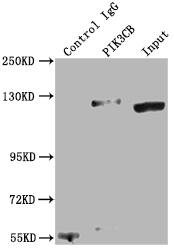 PI 3-Kinase p110 beta/PIK3CB Antibody (5A9)